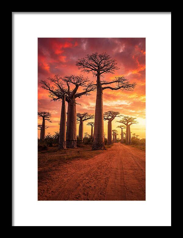 Avenue Of The Baobabs At Sunset