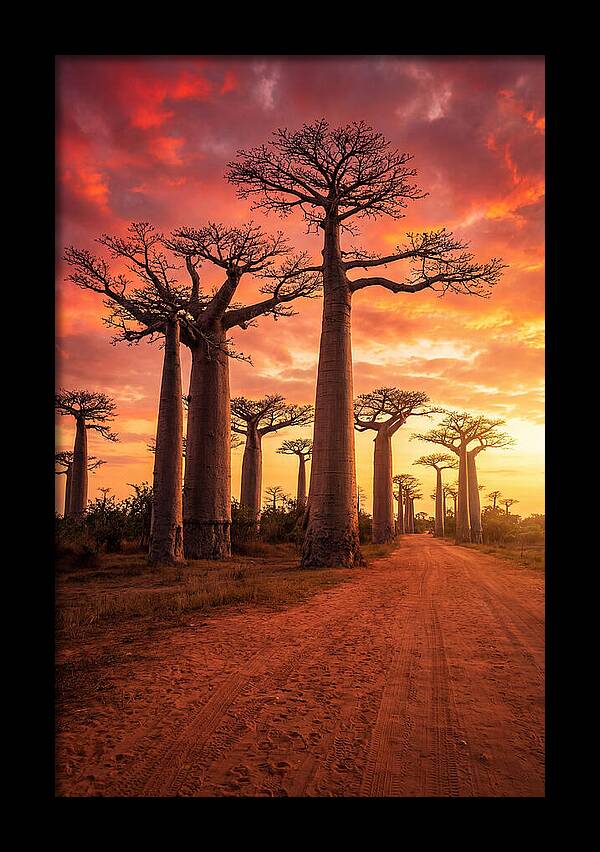 Avenue Of The Baobabs At Sunset