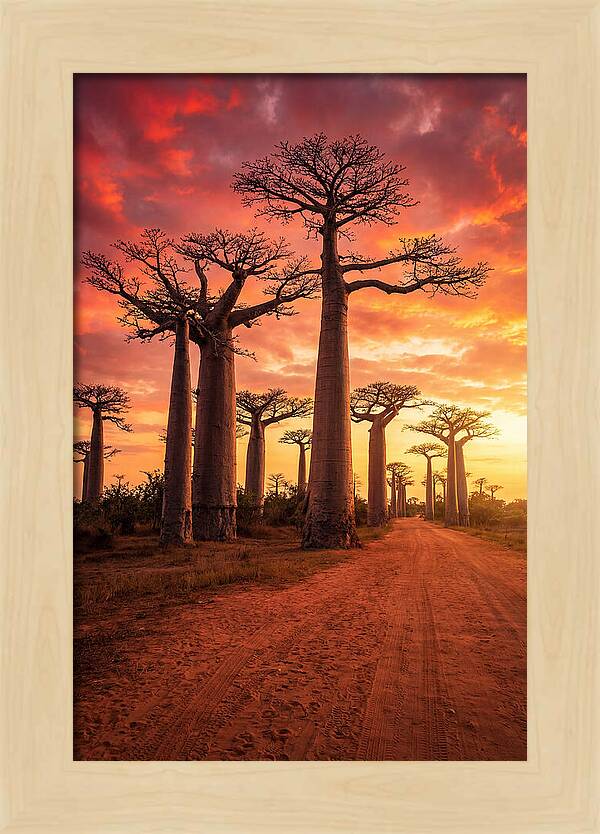 Avenue Of The Baobabs At Sunset