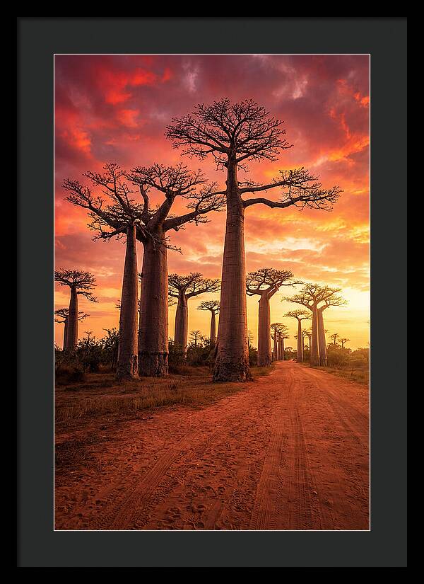 Avenue Of The Baobabs At Sunset