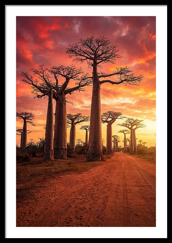 Avenue Of The Baobabs At Sunset