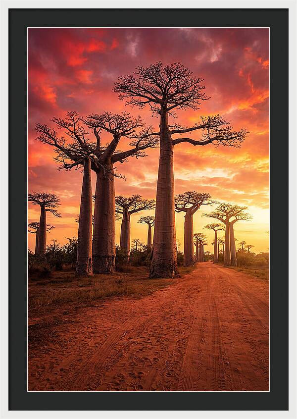 Avenue Of The Baobabs At Sunset