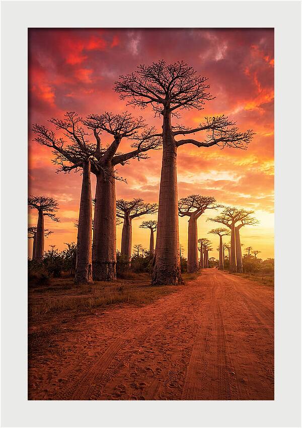Avenue Of The Baobabs At Sunset