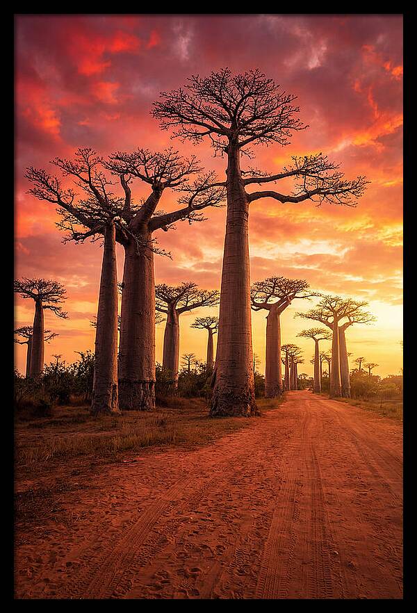 Avenue Of The Baobabs At Sunset