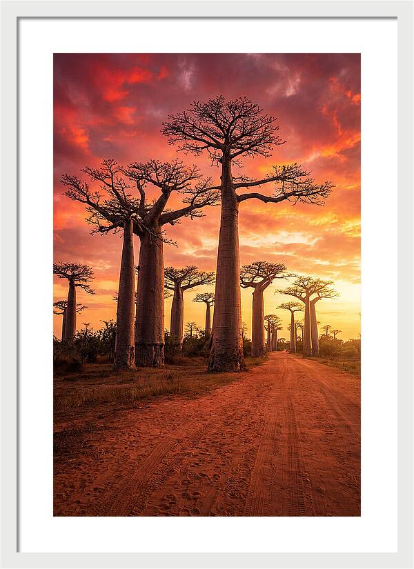 Avenue Of The Baobabs At Sunset