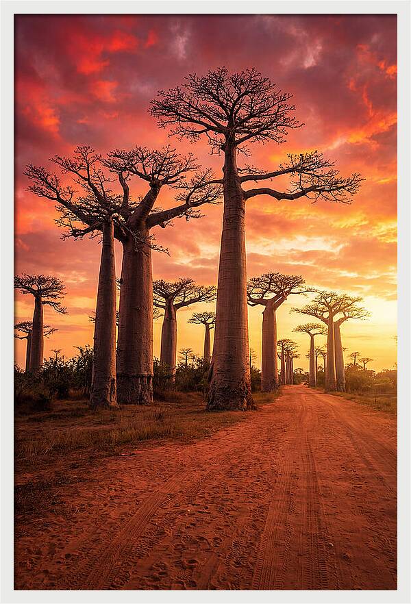 Avenue Of The Baobabs At Sunset