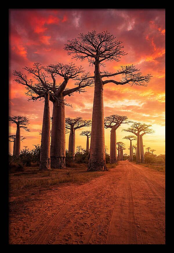 Avenue Of The Baobabs At Sunset