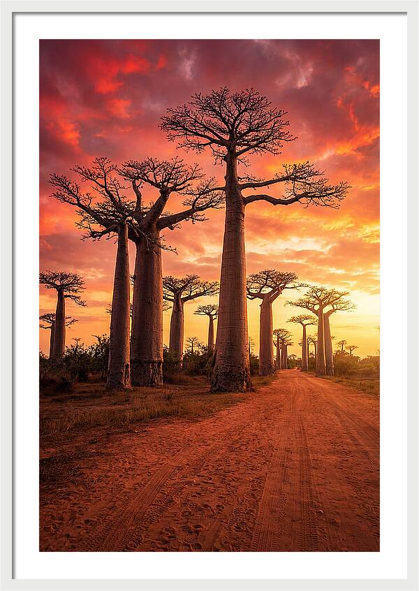 Avenue Of The Baobabs At Sunset