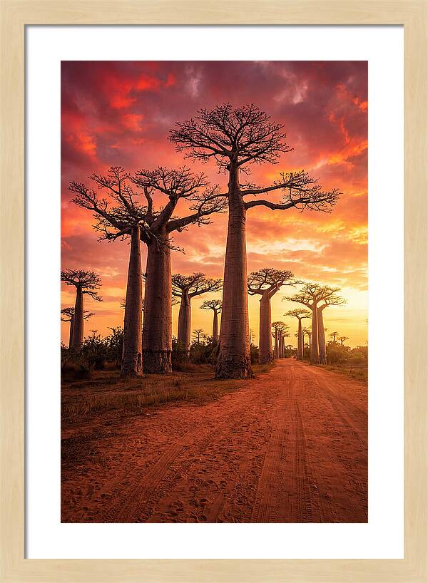 Avenue Of The Baobabs At Sunset