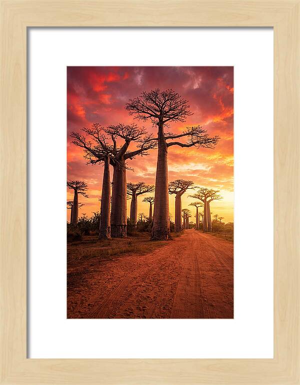Avenue Of The Baobabs At Sunset