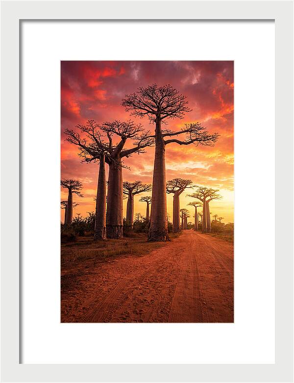 Avenue Of The Baobabs At Sunset