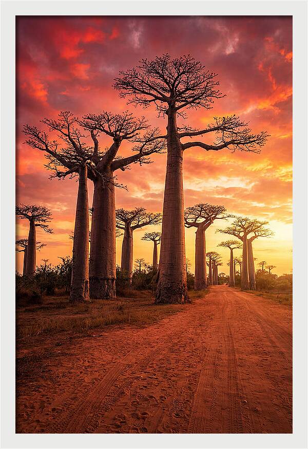 Avenue Of The Baobabs At Sunset