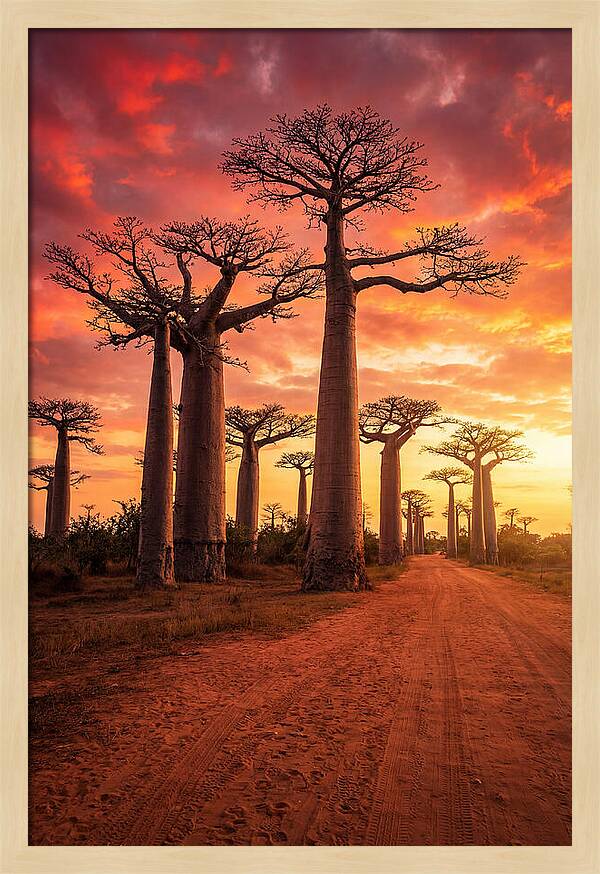 Avenue Of The Baobabs At Sunset