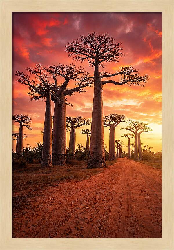 Avenue Of The Baobabs At Sunset