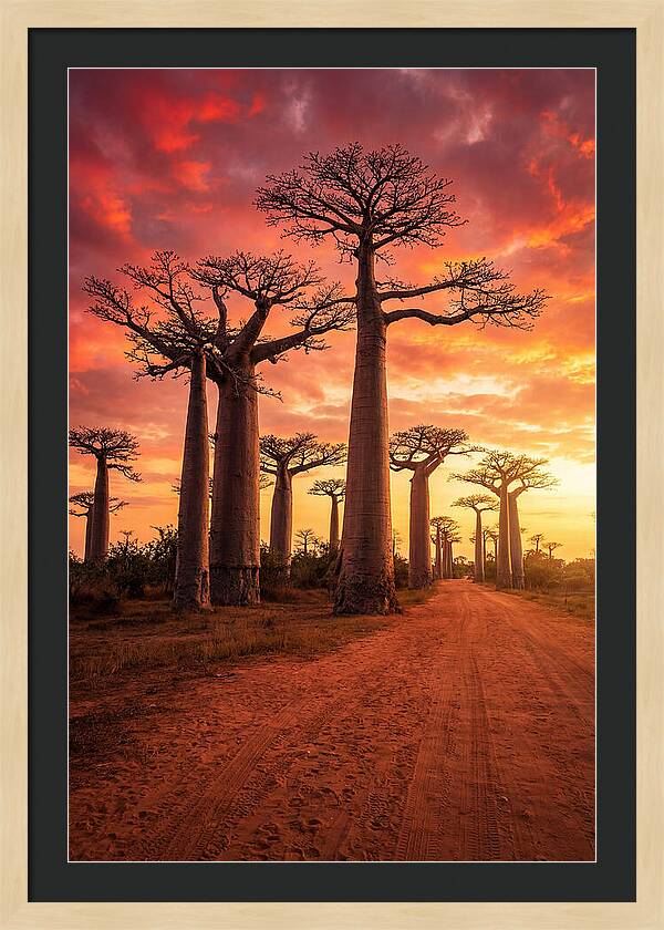 Avenue Of The Baobabs At Sunset