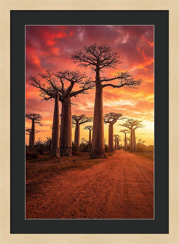Avenue Of The Baobabs At Sunset