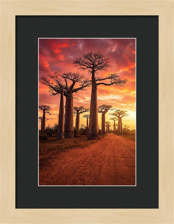 Avenue Of The Baobabs At Sunset