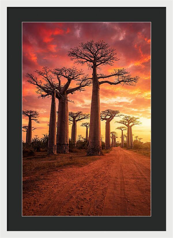 Avenue Of The Baobabs At Sunset