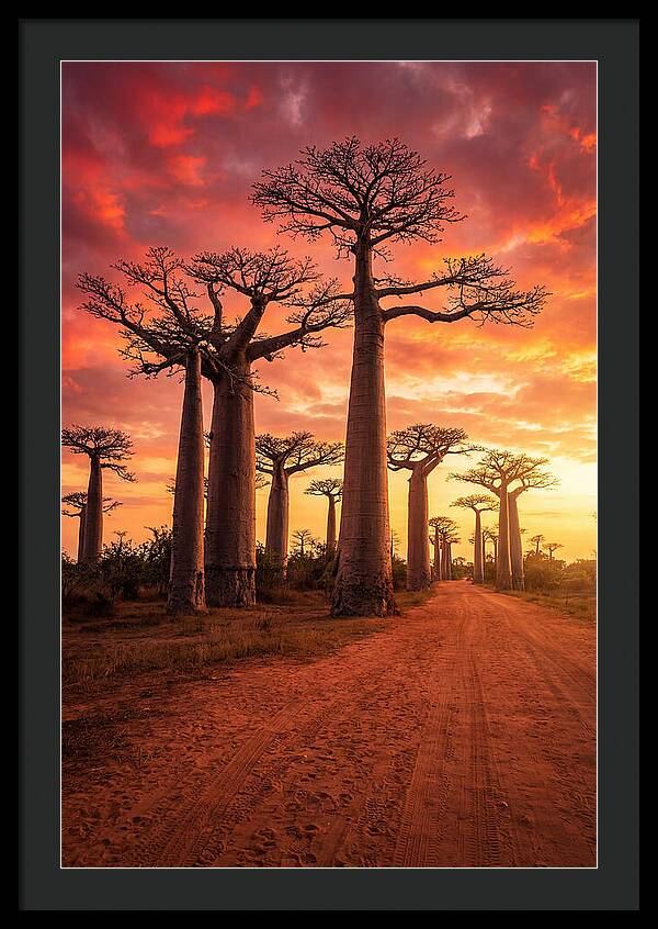 Avenue Of The Baobabs At Sunset