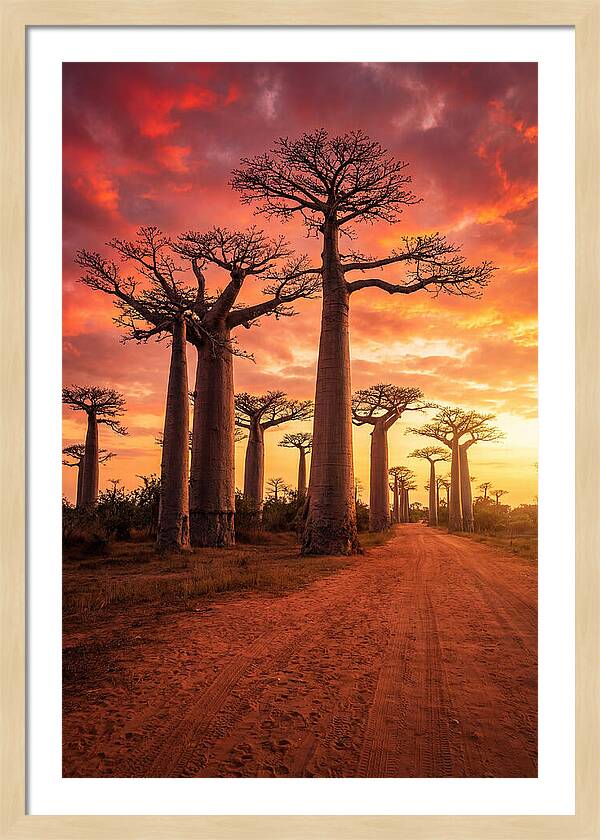 Avenue Of The Baobabs At Sunset