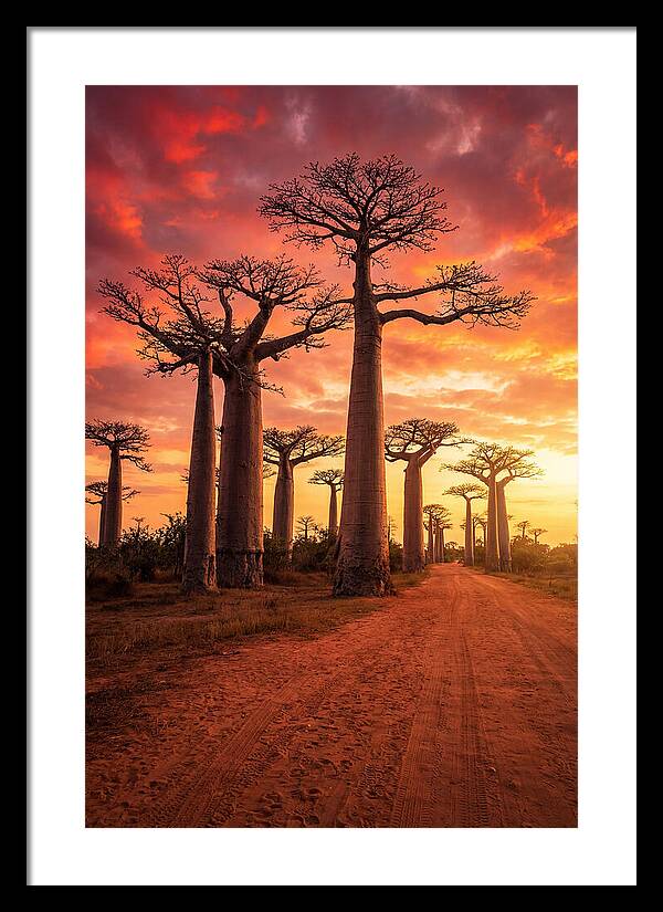 Avenue Of The Baobabs At Sunset