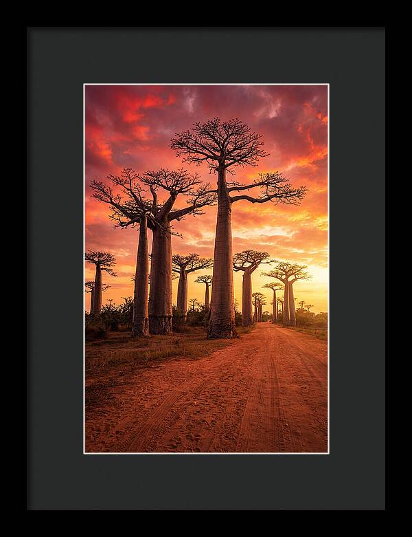 Avenue Of The Baobabs At Sunset