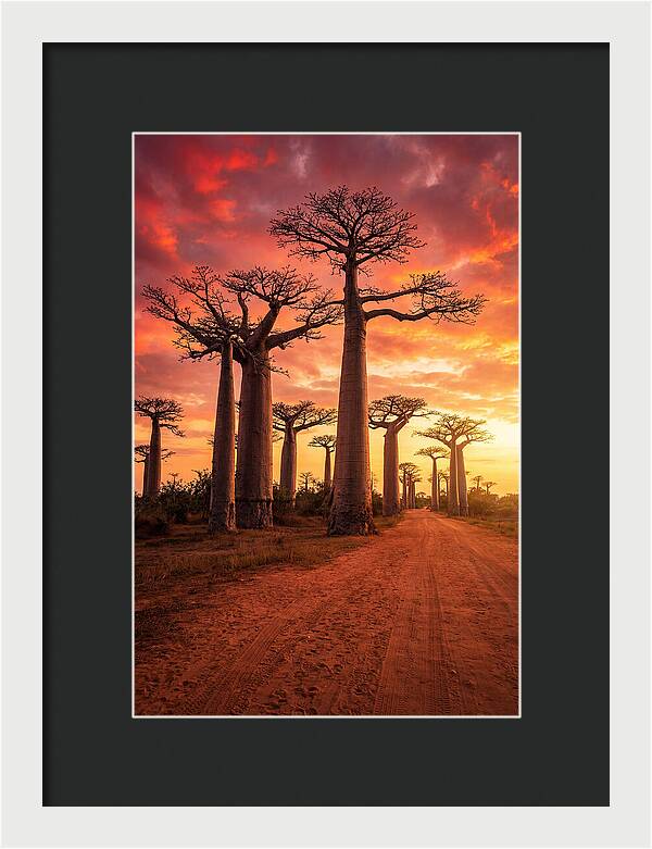 Avenue Of The Baobabs At Sunset