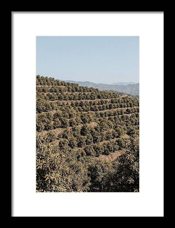 Avocado Grove On Tropical Hillside