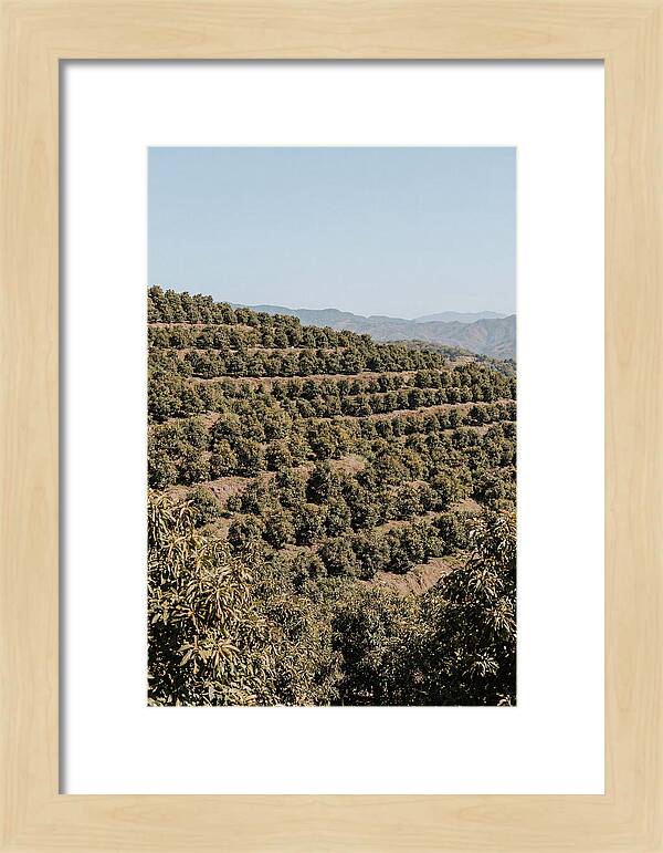Avocado Grove On Tropical Hillside