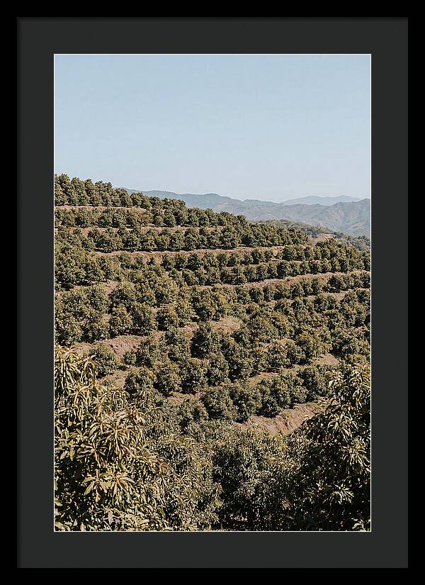 Avocado Grove On Tropical Hillside
