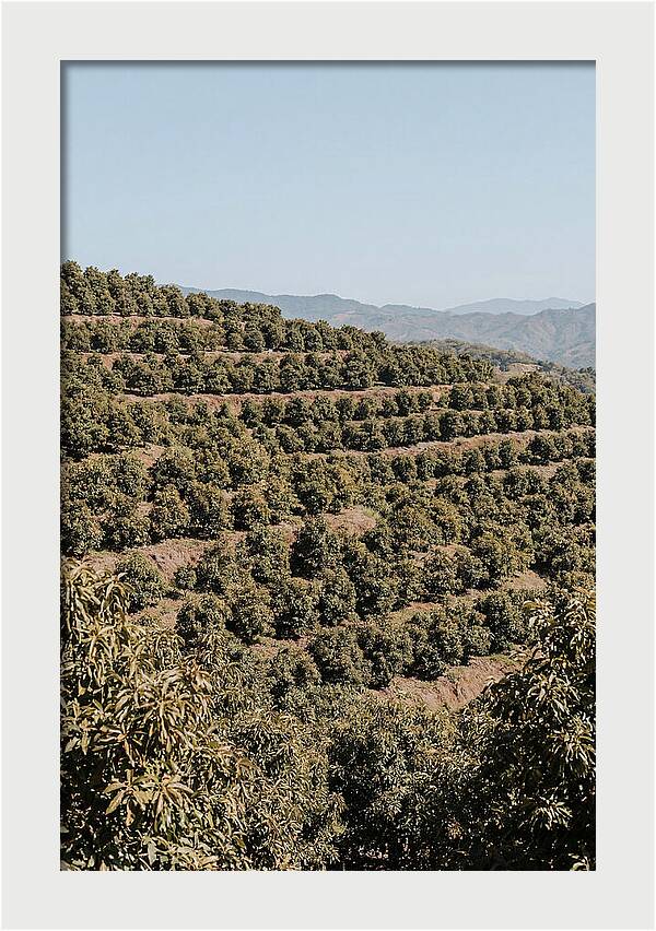 Avocado Grove On Tropical Hillside