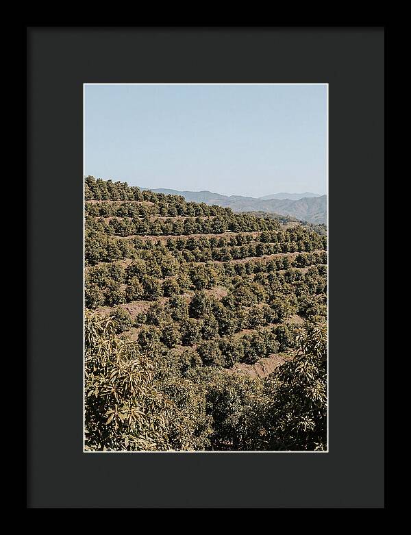 Avocado Grove On Tropical Hillside