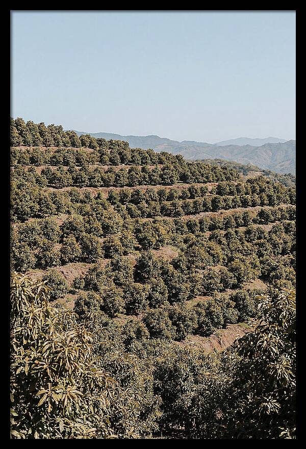 Avocado Grove On Tropical Hillside