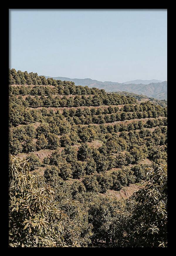 Avocado Grove On Tropical Hillside