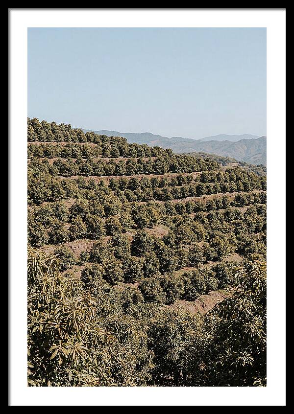 Avocado Grove On Tropical Hillside