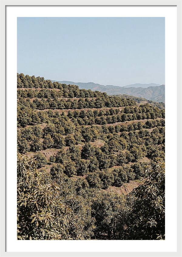 Avocado Grove On Tropical Hillside