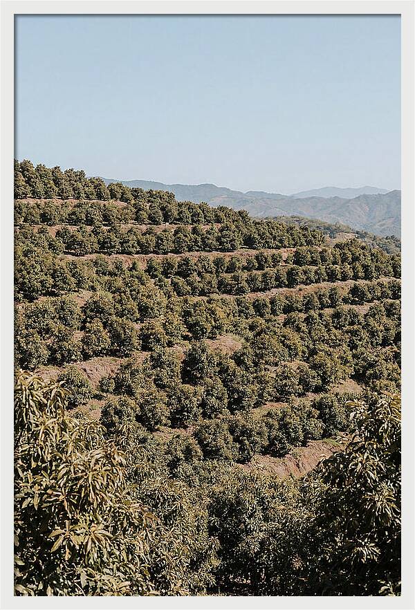 Avocado Grove On Tropical Hillside