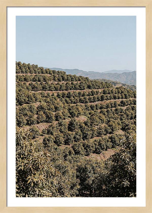 Avocado Grove On Tropical Hillside