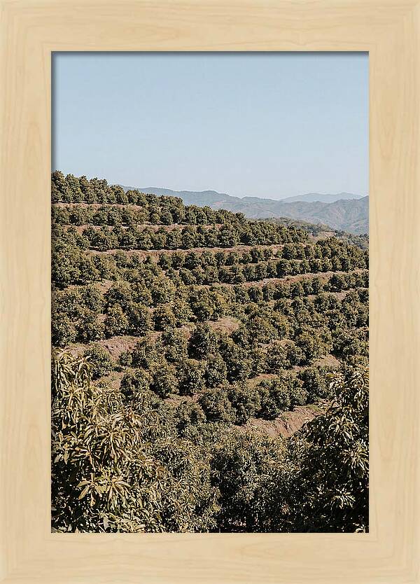 Avocado Grove On Tropical Hillside