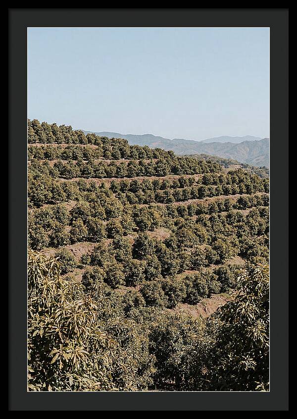 Avocado Grove On Tropical Hillside