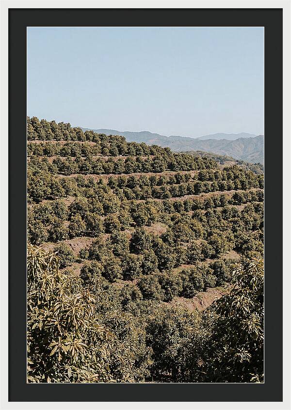 Avocado Grove On Tropical Hillside