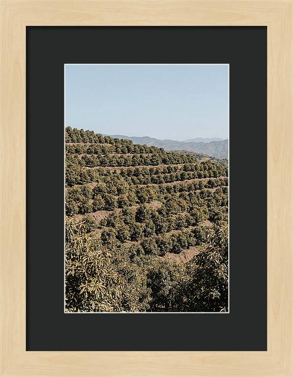 Avocado Grove On Tropical Hillside