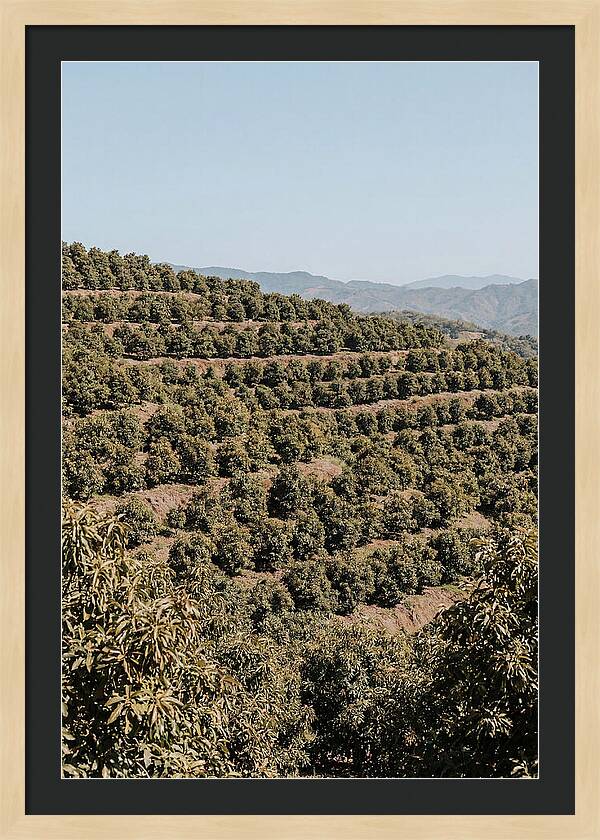 Avocado Grove On Tropical Hillside