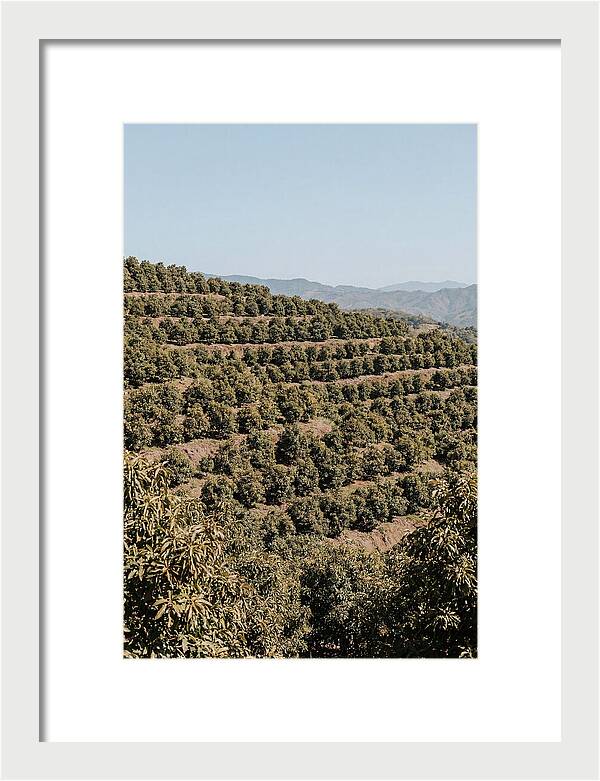 Avocado Grove On Tropical Hillside