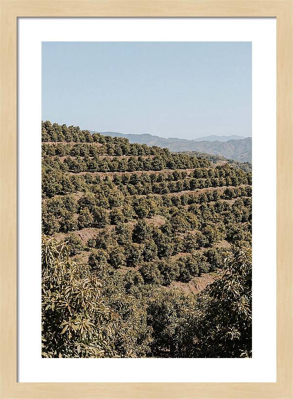 Avocado Grove On Tropical Hillside
