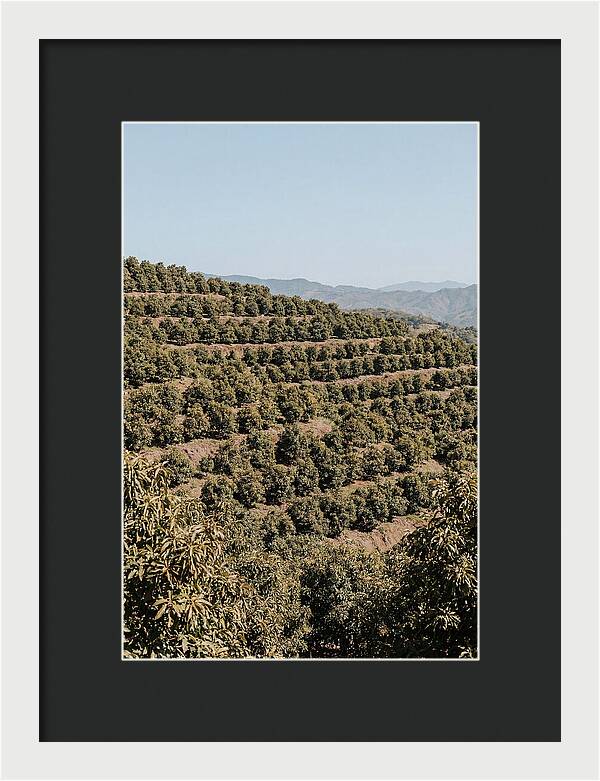 Avocado Grove On Tropical Hillside