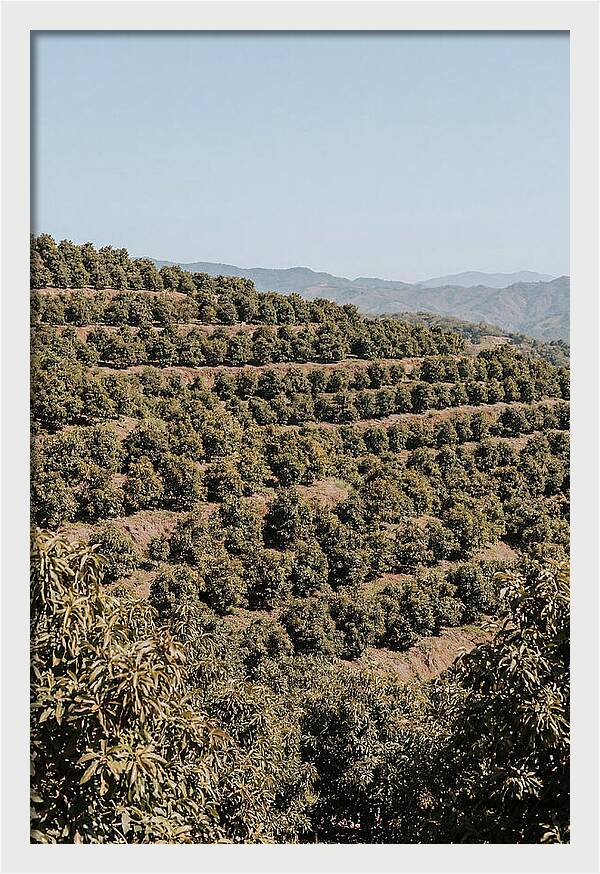 Avocado Grove On Tropical Hillside