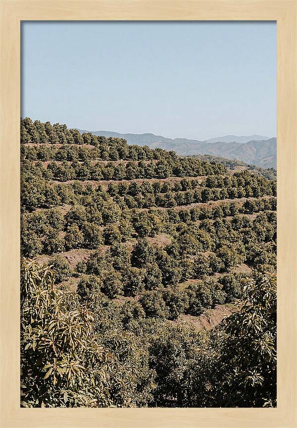 Avocado Grove On Tropical Hillside
