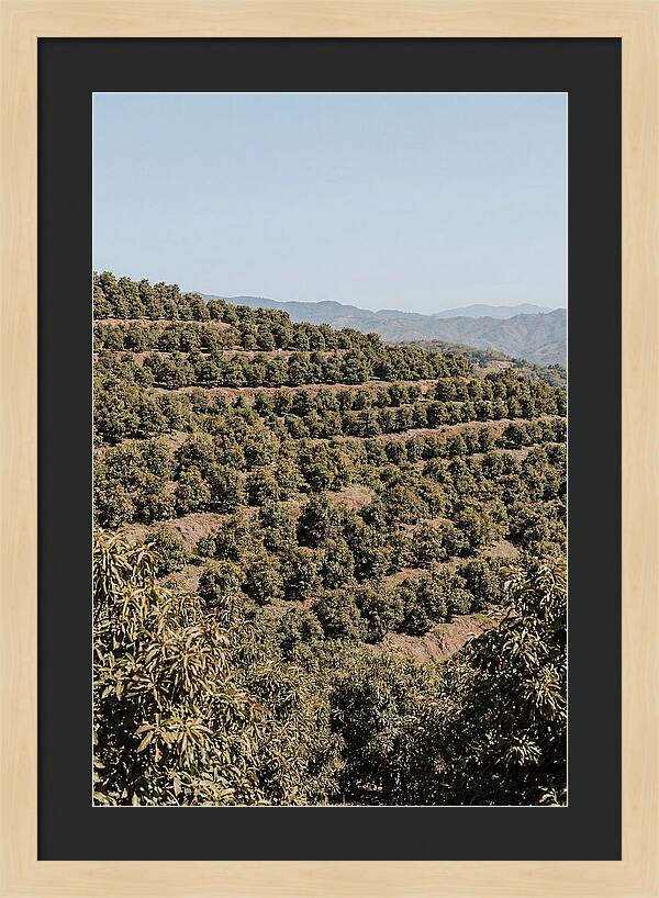 Avocado Grove On Tropical Hillside