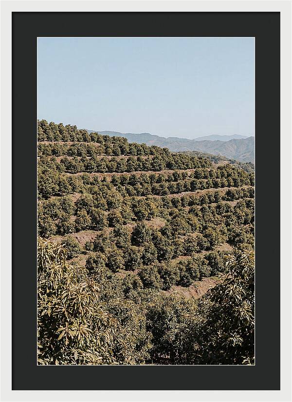 Avocado Grove On Tropical Hillside